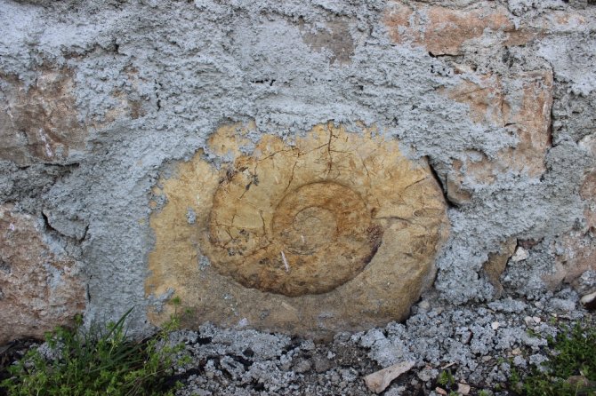 65 Milyon Yıllık Dev Fosil Duvardan Söküldü