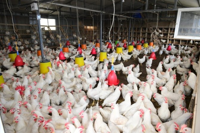 Dokap Bölgesi Organik Yumurta Tavukçuluğu Projesi Trabzon’da Hayat Buldu