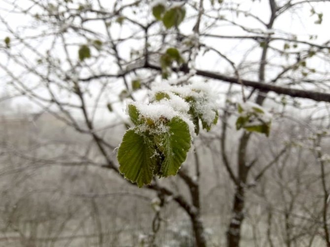 Yeşillenen Fındık Dallarının Üzerine Yağan Kar Ve Soğuk Hava Üreticiyi Tedirgin Ediyor