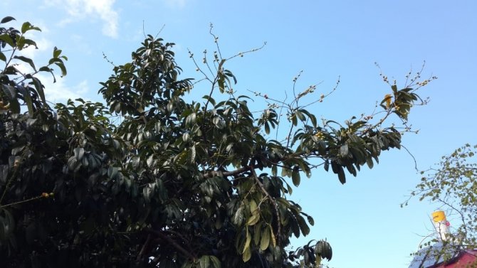 Karayemişler Meyve Verdi