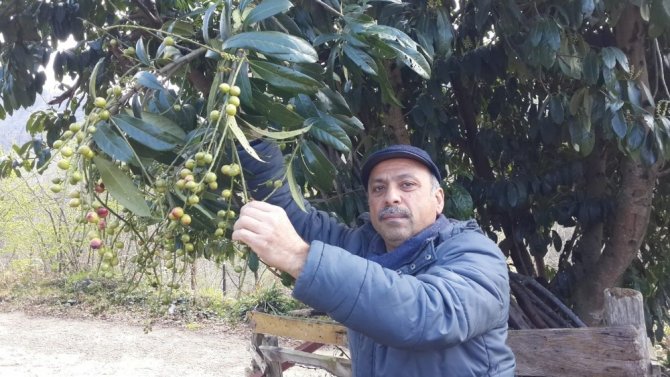 Karayemişler Meyve Verdi