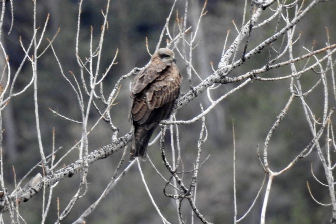 Bir Anda Gökyüzünü Sardılar, Gümüşhane’de İlk Kez Görüntülendiler