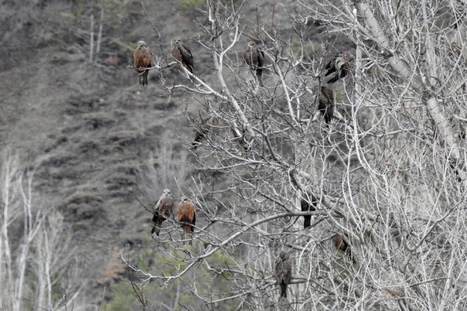 Bir Anda Gökyüzünü Sardılar, Gümüşhane’de İlk Kez Görüntülendiler
