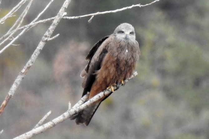 Bir Anda Gökyüzünü Sardılar, Gümüşhane’de İlk Kez Görüntülendiler