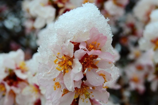 Kar Gümüşhane’yi Terk Etmiyor