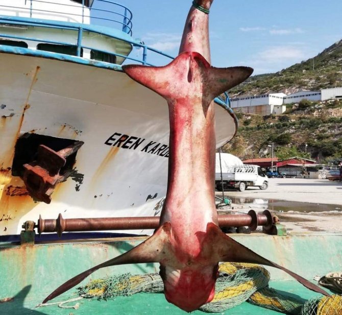Hatay’da Yakalanan Köpek Balığı Nadir Görülen Tür Çıktı 