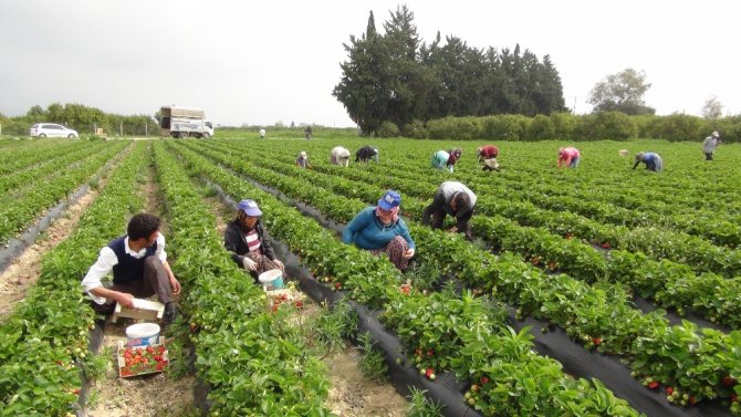Mersin’de Açıkta Çilek Hasadı Başladı, Rusya Talebi Arttırdı