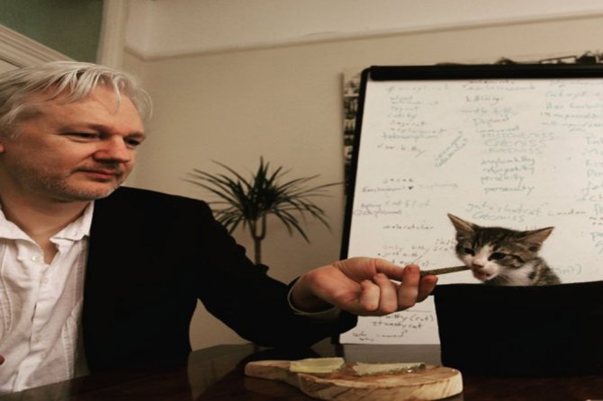 Assange’ın Avukatı Açıkladı: “Kedi James Kurtarıldı Ve İyi”