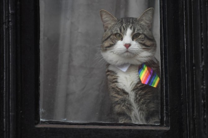 Assange’ın Avukatı Açıkladı: “Kedi James Kurtarıldı Ve İyi”