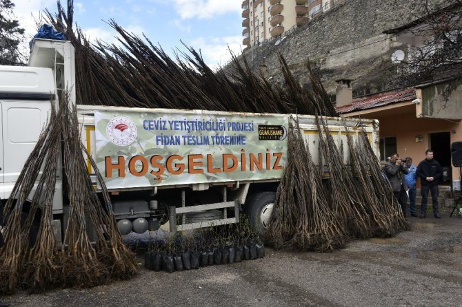 Gümüşhane’de Üreticilere 36 Bin Adet Ceviz Fidanı Daha Dağıtıldı