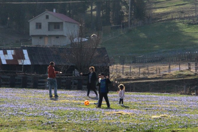 Mavi Yıldız Çiçekleri’nin Açtığını Duyanlar O Yaylaya Akın Etti