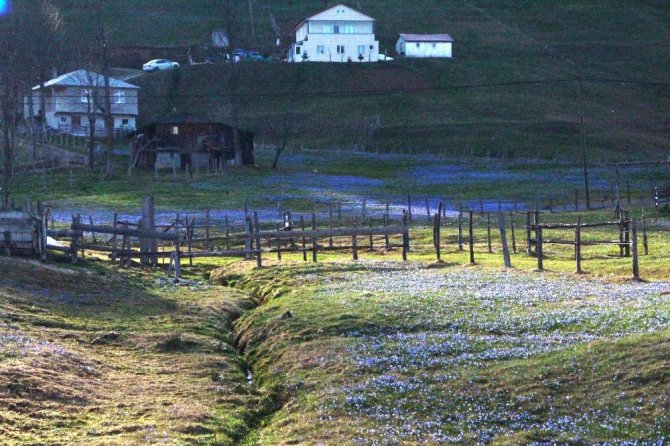 Mavi Yıldız Çiçekleri’nin Açtığını Duyanlar O Yaylaya Akın Etti