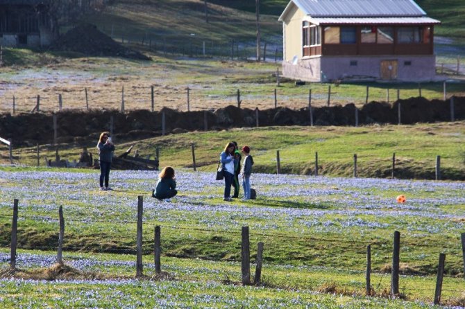 Mavi Yıldız Çiçekleri’nin Açtığını Duyanlar O Yaylaya Akın Etti
