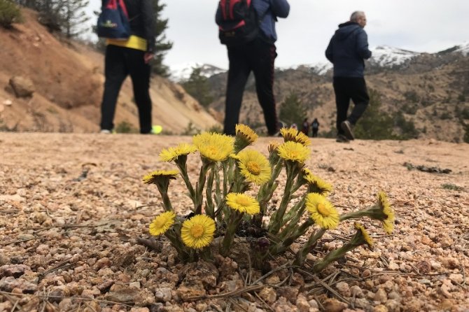 Gümüşhaneli Dağcılardan Kelkit’te Bahar Yürüyüşü
