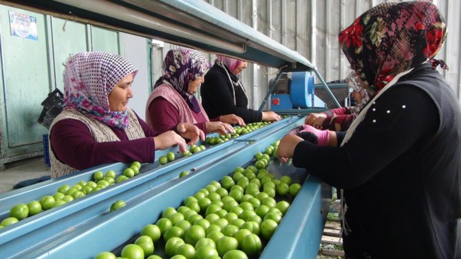 Silifke’de Erik İhracatı Üreticinin Yüzünü Güldürüyor