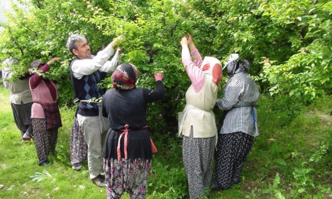 Silifke’de Erik İhracatı Üreticinin Yüzünü Güldürüyor