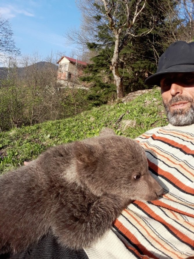 Sevimli Ayı ‘Yogi’ Milli Parklar Trabzon Şube Müdürlüğü Ekipleri Tarafından Teslim Alındı