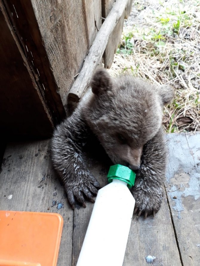 Sevimli Ayı ‘Yogi’ Milli Parklar Trabzon Şube Müdürlüğü Ekipleri Tarafından Teslim Alındı