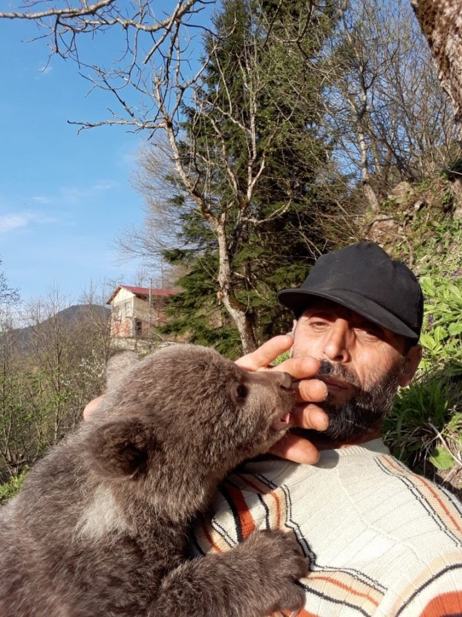 Sevimli Ayı ‘Yogi’ Milli Parklar Trabzon Şube Müdürlüğü Ekipleri Tarafından Teslim Alındı