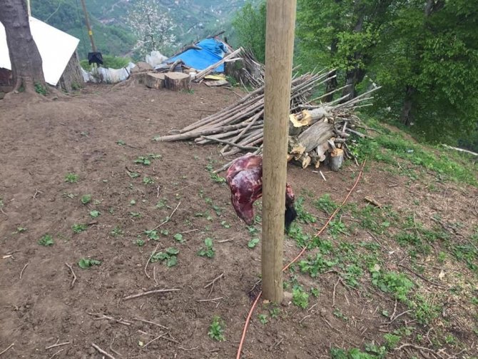 Köye Dadanan Ayı, Köylülerde Huzur Bırakmadı