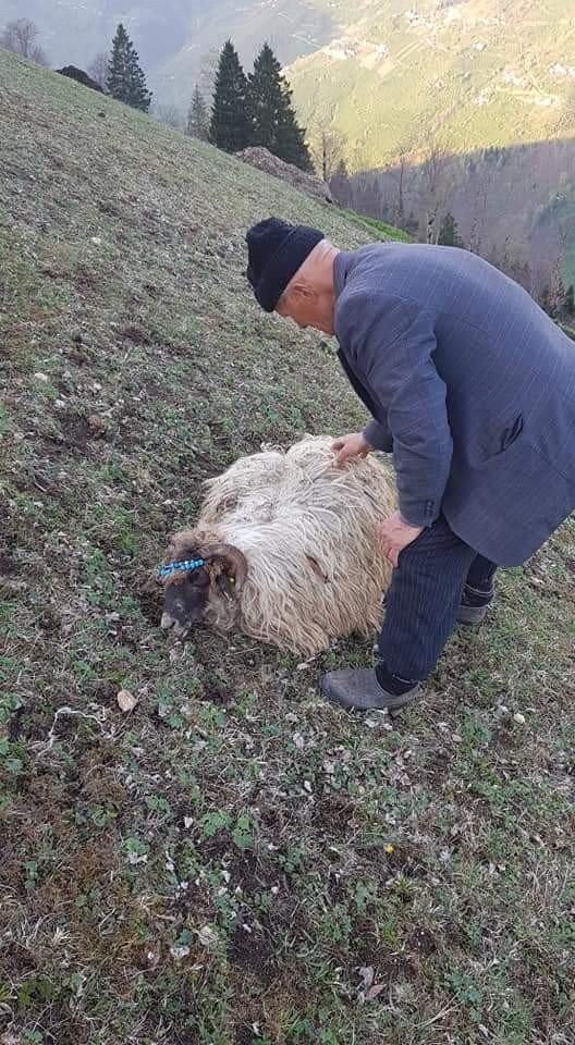 Ahıra Giren Aç Ayı Koyunlara Saldırdı