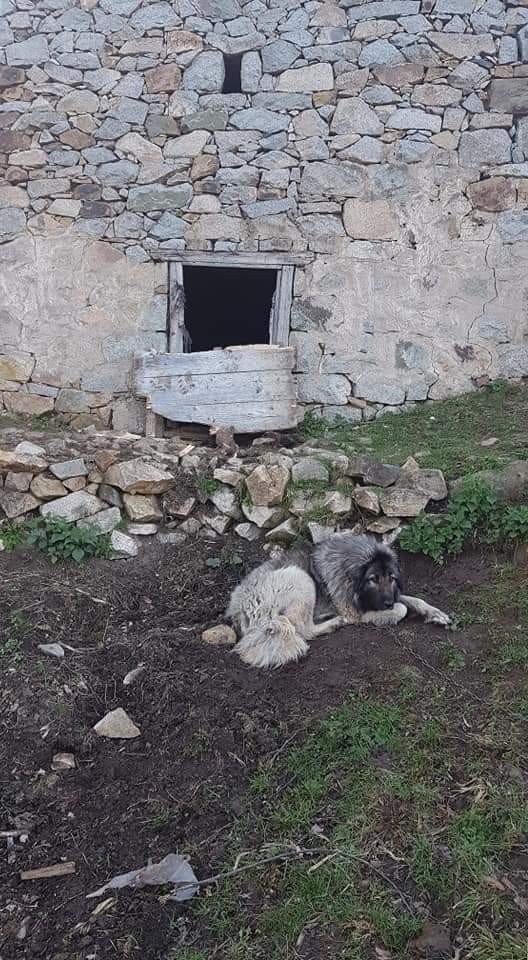 Ahıra Giren Aç Ayı Koyunlara Saldırdı