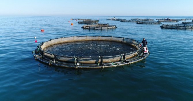 Trabzon Su Ürünleri İhracatında Yıllık 100 Milyon Doları Hedefliyor