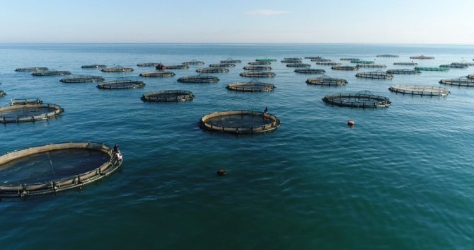 Trabzon Su Ürünleri İhracatında Yıllık 100 Milyon Doları Hedefliyor