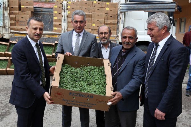 Gümüşhane’de Çiftçilere 145 Bin Adet Domates Ve Salatalık Fidesi Dağıtıldı