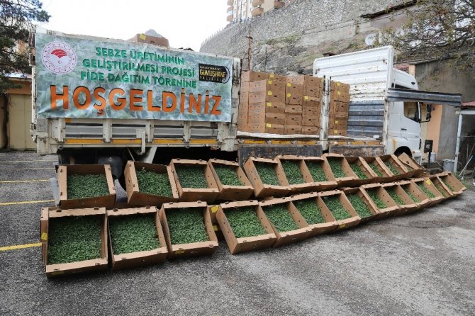 Gümüşhane’de Çiftçilere 145 Bin Adet Domates Ve Salatalık Fidesi Dağıtıldı