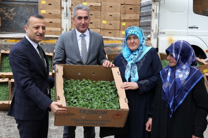 Gümüşhane’de Çiftçilere 145 Bin Adet Domates Ve Salatalık Fidesi Dağıtıldı