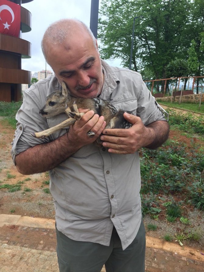 Trabzon’da, Bulunan Yavru Karaca Koruma Altına Alındı