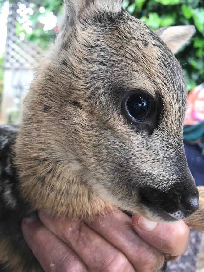 Trabzon’da, Bulunan Yavru Karaca Koruma Altına Alındı
