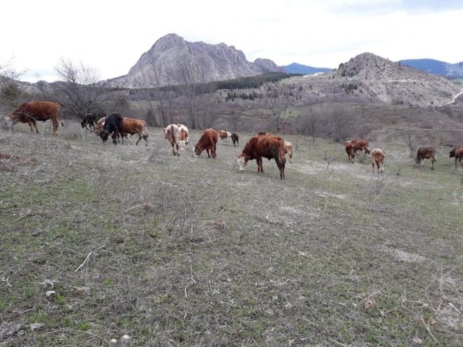 Artvin’de Köylünün Kaybolan Hayvanlarını Jandarma Buldu
