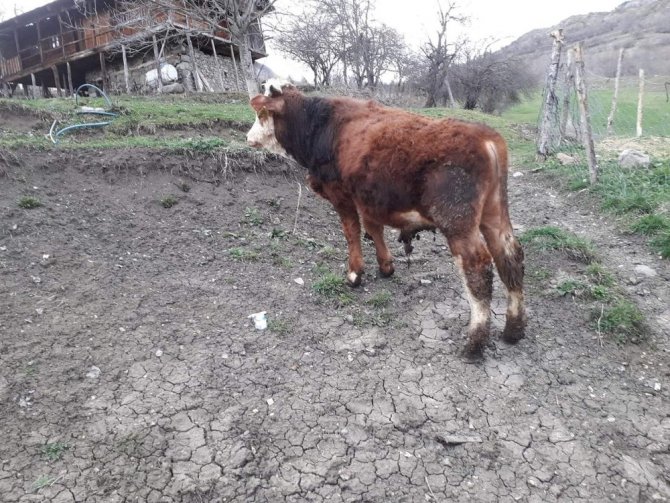 Artvin’de Köylünün Kaybolan Hayvanlarını Jandarma Buldu