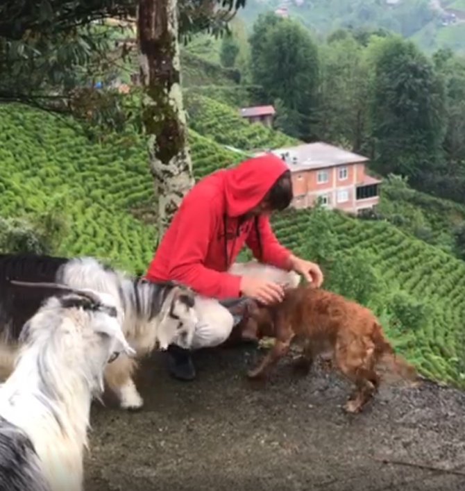 Kıskanç Keçi Sahibini Yamaçtan Aşağıya Düşürdü