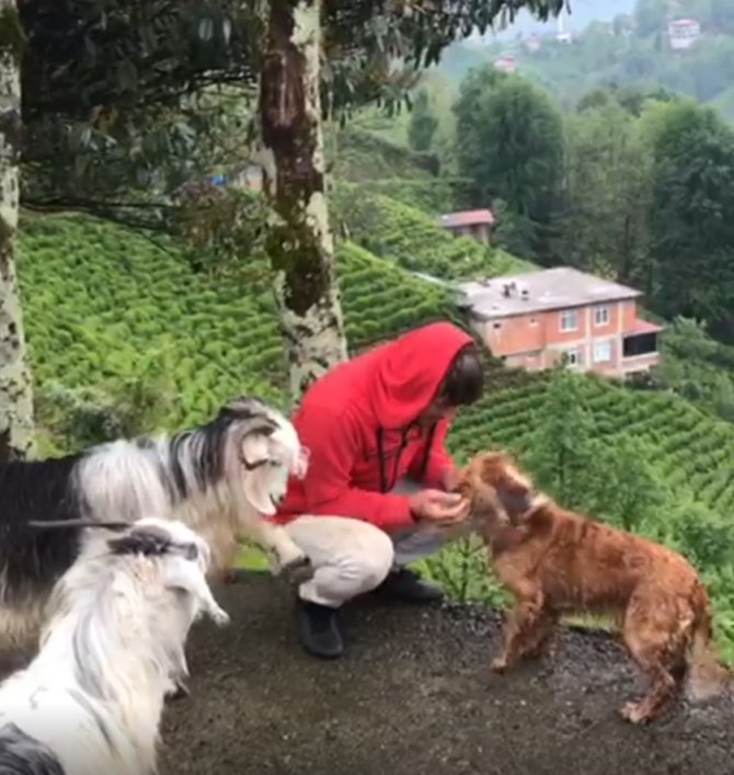 Kıskanç Keçi Sahibini Yamaçtan Aşağıya Düşürdü