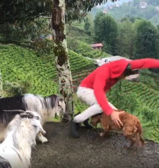 Kıskanç Keçi Sahibini Yamaçtan Aşağıya Düşürdü