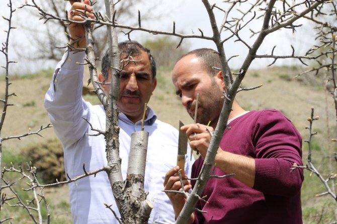 Gümüşhane’de Yaban Hayatı İçin Meyve Fidanı Aşılanıyor