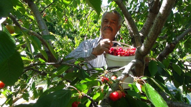 Dalları Bastı Kiraz