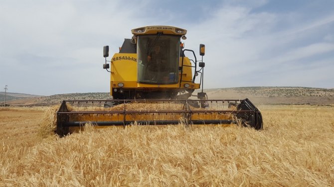 Arpa Ve Buğdayda Yüksek Rekolte Çiftçiyi Sevindirdi