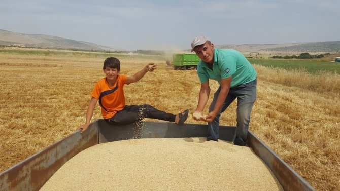 Arpa Ve Buğdayda Yüksek Rekolte Çiftçiyi Sevindirdi