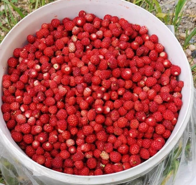 Bu Çileğin Kilosu 120 Tl