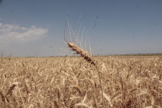 Diyarbakır’da Yılın İlk Buğday Hasadı Yapıldı