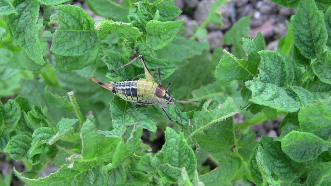 Artvin’de Çekirge İstilası