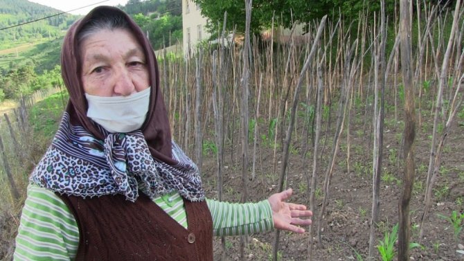 Artvin’de Çekirge İstilası