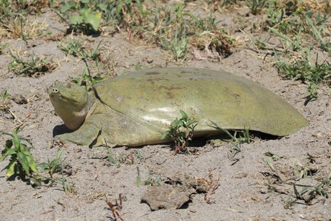 Nesli Tükenmek Üzere Olan Fırat Kaplumbağası Bulundu