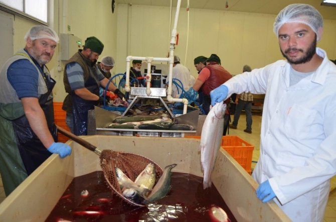 Trabzon’da Kafes Balığı Üretiminden Yaklaşık 30 Milyon Dolarlık Döviz Girdisi Beklentisi