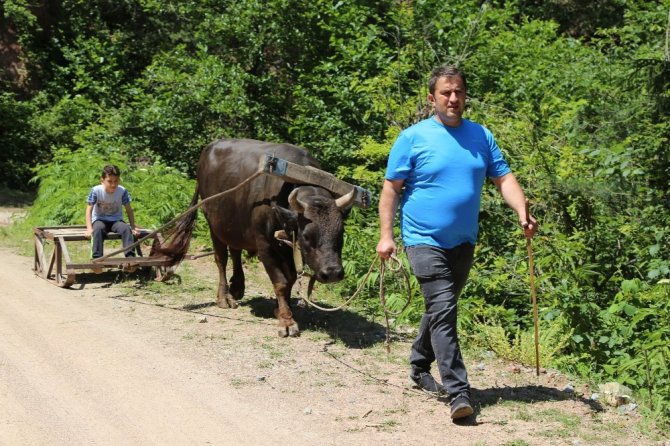 Artvin’de Boğalar Kafkasör Festivali Öncesi Kampa Girdi