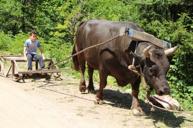 Artvin’de Boğalar Kafkasör Festivali Öncesi Kampa Girdi
